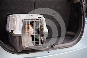 Jack russell terrier dog sits in a travel box in the trunk of a car. Traveling with a pet