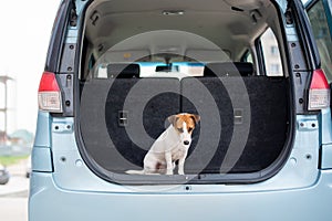 Jack russell terrier dog sits in the trunk of a car and is ready to travel