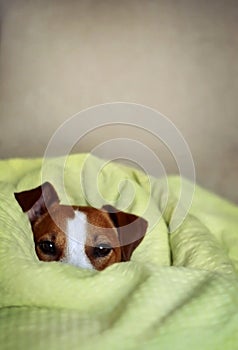 Jack Russell Terrier Dog Sitting in Bed Wrapped in a Fluffy Gree