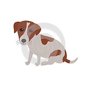 Jack Russell Terrier dog sitting