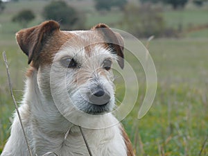 Jack Russell terrier dog sitting in paddock