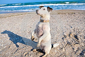 Jack russell terrier dog sitting on a sand on a beach. Spring time