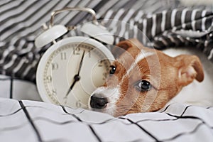 Jack russell terrier dog sleeps in the bed with vintage alarm clock. Wake up and morning concept