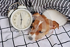 Jack russell terrier dog sleeps in the bed with vintage alarm clock. Wake up and morning concept