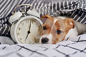 Jack russell terrier dog sleeps in the bed with vintage alarm clock. Wake up and morning concept