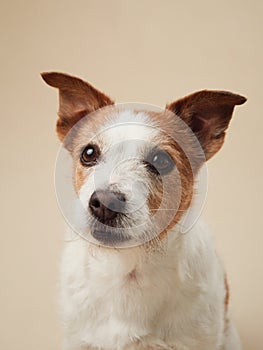 Jack Russell Terrier dog smiling on a beige backdrop