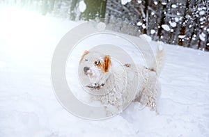 Jack russell terrier dog in the snow outside