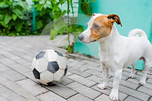 Jack russell terrier dog and soccerball