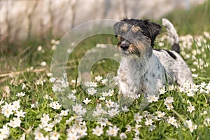 Jack Russell Terrier dog in springtime in the forest in a sea of beautiful anemones