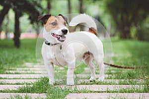 Jack Russell Terrier dog standing at free stack pose while walking outdoor on leash