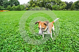 Jack Russell Terrier dog is standing on the green grass of the park