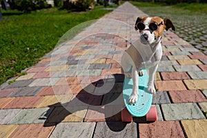 Jack russell terrier dog in sunglasses rides a skateboard outdoors on a sunny summer day.