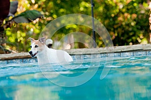 Jack russell terrier dog in swimming pool with copy space.