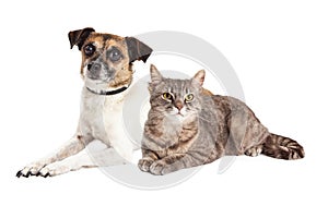 Jack Russell Terrier Dog and Tabby Cat