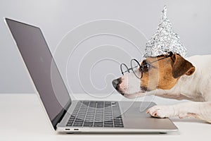 Jack Russell Terrier dog in a tinfoil hat and glasses works at a laptop.