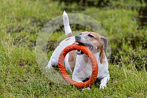 Jack russell terrier dog with toy rubber. close-up