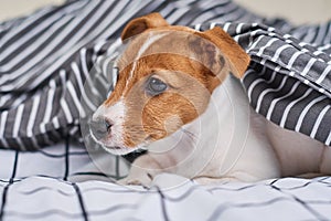 Jack Russell terrier dog under blanket in the bed