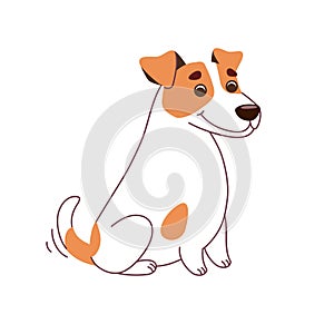 Jack Russell Terrier dog. Vector illustration in flat style isolated on white background