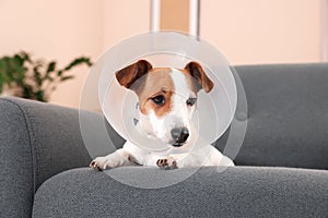 Jack Russell Terrier dog wearing medical plastic collar on sofa indoors