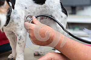 Jack Russell Terrier doggy at the vet