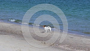 Jack Russell Terrier dogs have fun playing on the beach near the sea on a sunny day. Dogs Walking On The Beach.