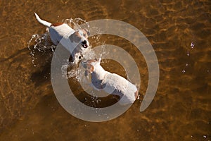 Jack Russell Terrier Dogs Playing in the Water