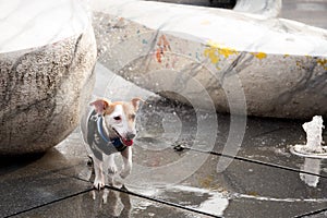 Jack russell terrier dogs playing with water