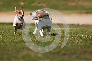 Jack Russell Terrier Dogs Running on the Grass photo