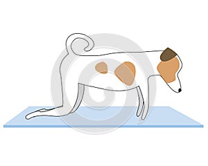 Jack russell terrier doing yoga on mat and isolated on white background, outline vector stock illustration with character or dog