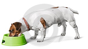 Jack Russell Terrier Eating or Drinking from a photo