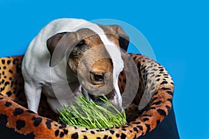 Jack Russell Terrier eats green grass
