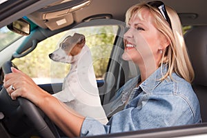 Jack Russell Terrier Enjoying a Car Ride