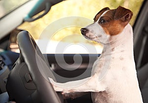 Jack Russell Terrier Enjoying a Car Ride