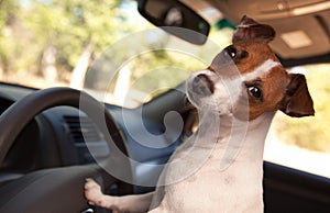 Jack Russell Terrier Enjoying a Car Ride