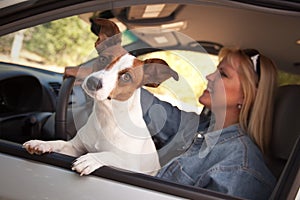 Jack Russell Terrier Enjoying a Car Ride