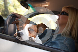 Jack Russell Terrier Enjoying a Car Ride