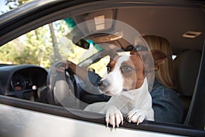 Jack Russell Terrier Enjoying a Car Ride