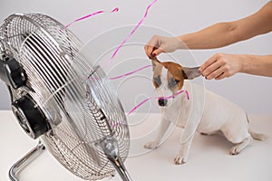 Jack Russell Terrier enjoys the cooling breeze from an electric fan on a white background. Woman holds dog ears for