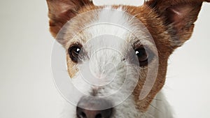 A Jack Russell Terrier face fills the frame, its soulful brown eyes