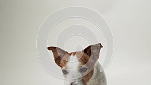 A Jack Russell Terrier face fills the frame, its soulful brown eyes