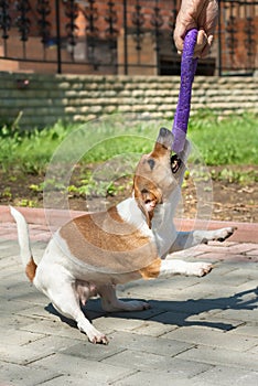 Jack Russell Terrier female playing with puller toy