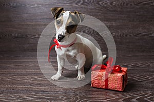 Jack Russell Terrier with festive gift box.