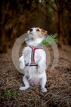 Jack Russell Terrier in forest