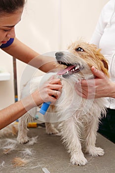 Jack Russell Terrier getting his hair cut