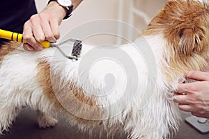 Jack Russell Terrier getting his hair cut