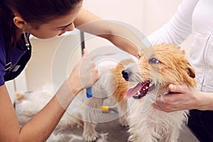 Jack Russell Terrier getting his hair cut