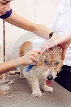 Jack Russell Terrier getting his hair cut