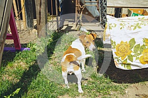 Jack Russell Terrier girl