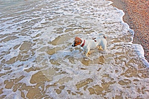 Jack russell terrier girl goes swimming in the sea in the waves