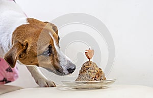Jack russell terrier and gray cat sniffing pate cake with candle, birthday on a light background, horizontal